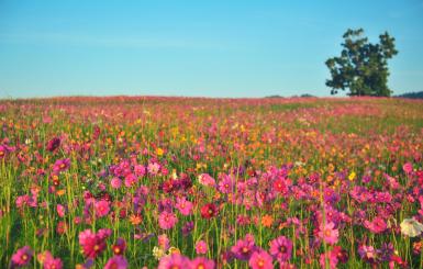 פריחה רעיונית ויצירת כיוון בחיים